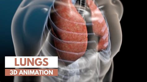 How Lungs Work - American Lung Association - muktibox.com