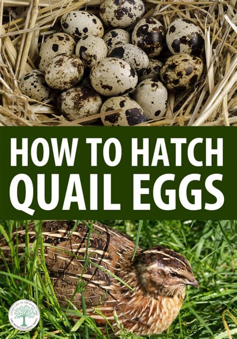 How Many Days To Hatch Quail Eggs - balustradellc