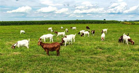 How Many Goats Per Acre ~ Raise Goats the Right Way - balustradellc