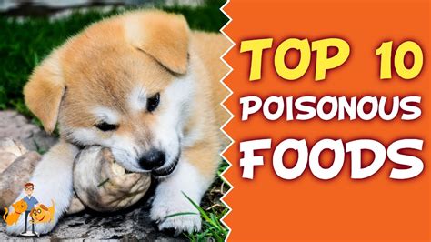 HOW MANY RAISINS ARE TOXIC TO DOG…