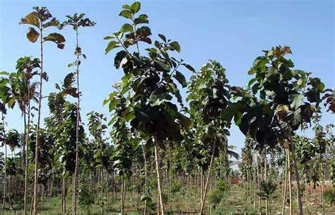 How many teak trees per acre and farm income - Signup Trending … - raincitystudios.com
