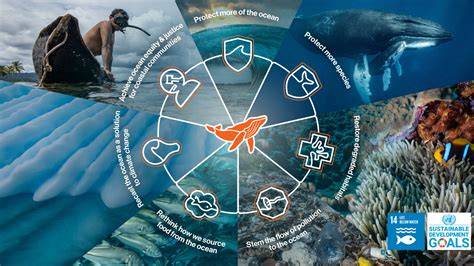 How Marine Conservation Protects the Future of Ocean Ecosystems - raincitystudios.com