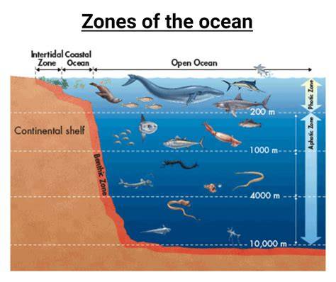 How marine life is distributed in the oceans depends on physical ... - raincitystudios.com