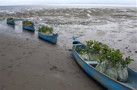 How marine restoration can help manage biodiversity loss - raincitystudios.com