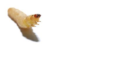 How Moth Larvae Contribute to Decomposition and Recycling - wintechmobiles.com