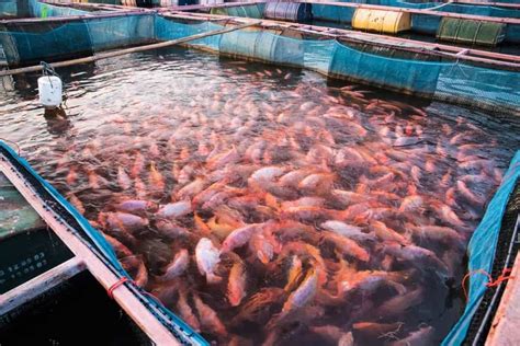 How Much Does It Cost To Start A Tilapia Fish Farming … - balustradellc
