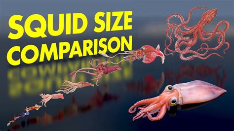 How Much Does The Giant Squid Weigh | My Projects - balustradellc