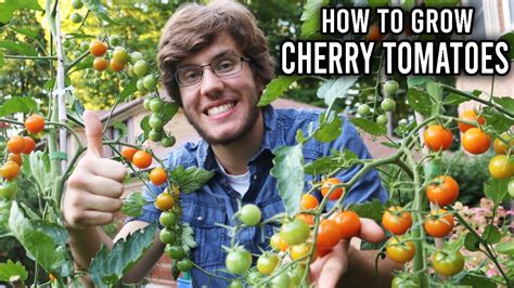How Much Sun Does Cherry Tomatoes Need | My Projects - balustradellc