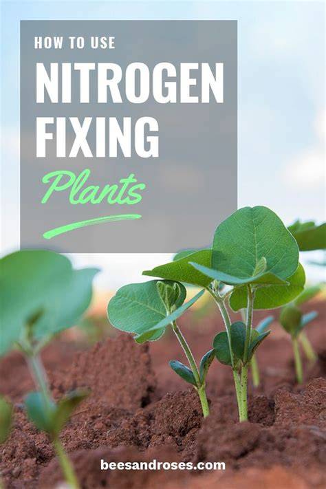How Nitrogen-Fixing Plants Can Perk Up Your Garden - raincitystudios.com