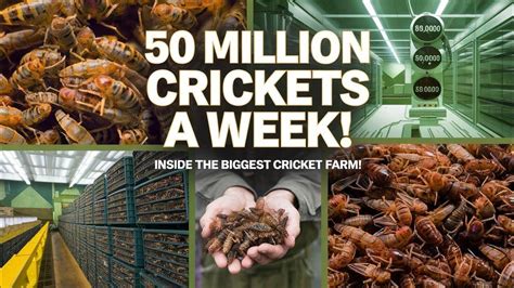How North America's Largest Cricket Farm Harvests 50 Million ... - balustradellc