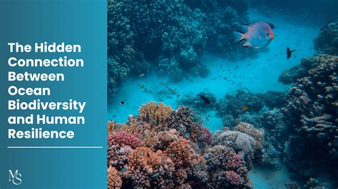 How Ocean Biodiversity Shapes Our Health - raincitystudios.com