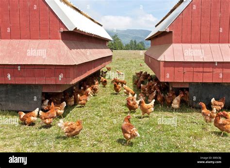 How organic, free-range chickens are raised - SheKnows - balustradellc