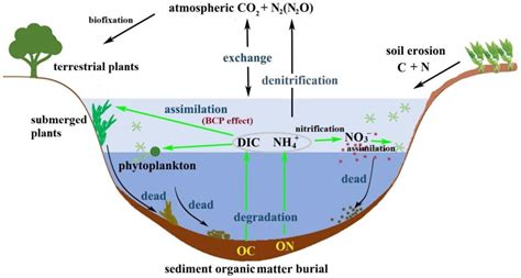How Organic Matter Traps Water in Soil | Technology Networks - muktibox.com