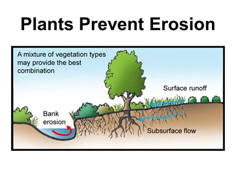 How Plant Roots Stop Soil Erosion | ShunCy - raincitystudios.com