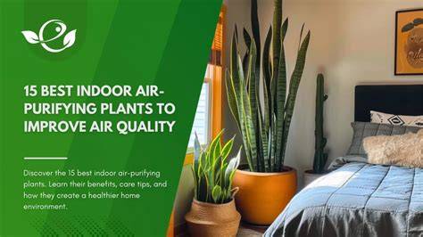 How Plants Improve Indoor Air Quality for Office Workers - raincitystudios.com