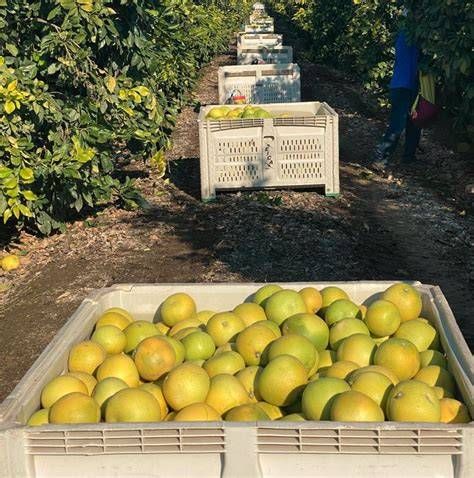 How Pomelos Are Harvested - raincitystudios.com