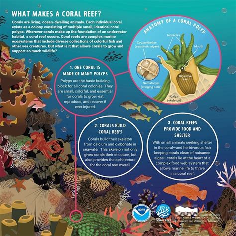 How Reefs Are Made - Coral Reef Alliance - wintechmobiles.com