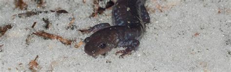 How Reptiles and Amphibians Survive Northern Winters - balustradellc