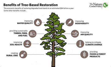 How Restoring Degraded Forests Affects Temperature and … - raincitystudios.com