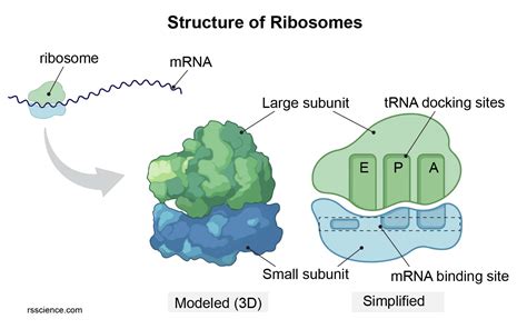 How ribosomes shape protein folding - Nature - muktibox.com