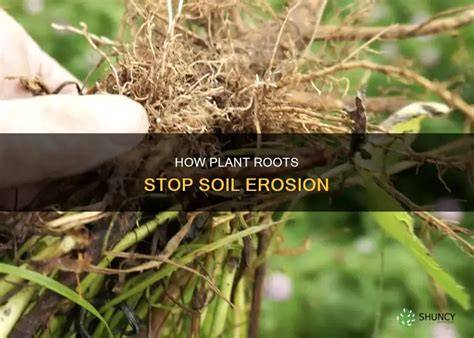 How Roots Prevent Soil Erosion - GardenerBible - raincitystudios.com
