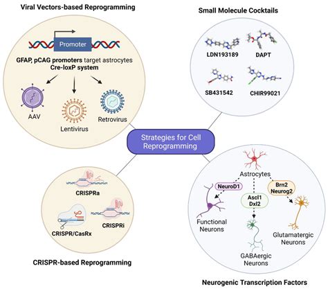 How Scientists Reprogram Cells to Research Diseases | ISCRM - balustradellc