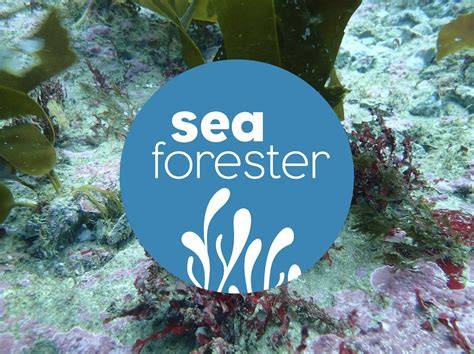 How SeaForester is reforesting our oceans - Thred … - raincitystudios.com
