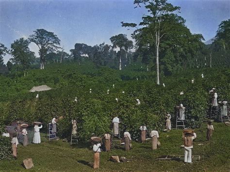 How Shade Coffee Aids Conservation - Smithsonian … - raincitystudios.com