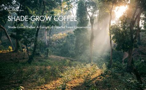 How shade coffee lends conservation a hand - raincitystudios.com