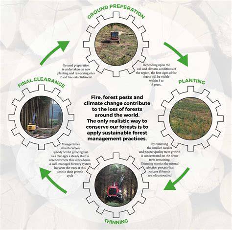 How sustainable logging practices enhance forest … - raincitystudios.com