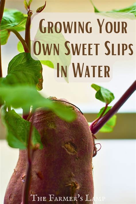 How Sweet Potatoes Grow From Slips | ZiroRoo - balustradellc
