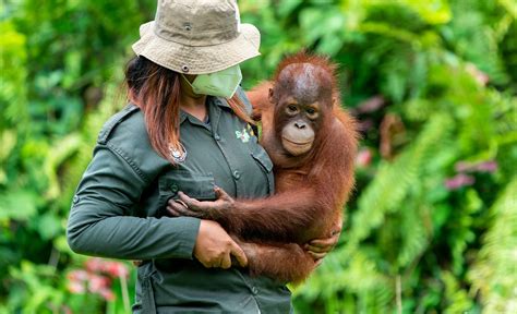 How Technology Is Helping Track and Protect Orangutan Populations - raincitystudios.com