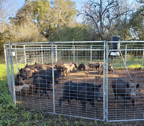 How Texas Farmers Built the Most Effective Wild Boar Trap - balustradellc