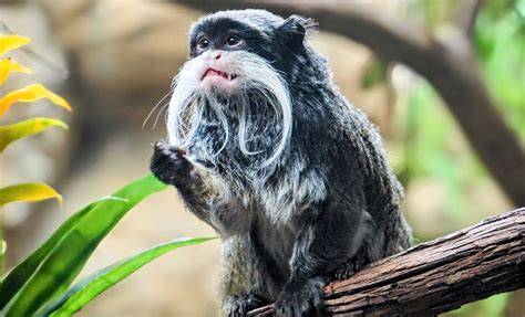 How the Amazon became a biodiversity hotspot - raincitystudios.com