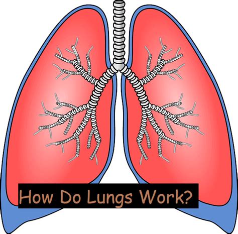 How the Lungs Work - The Lungs | NHLBI, NIH - muktibox.com