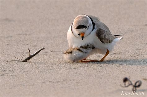 HOW THEY ATE PLOVERS