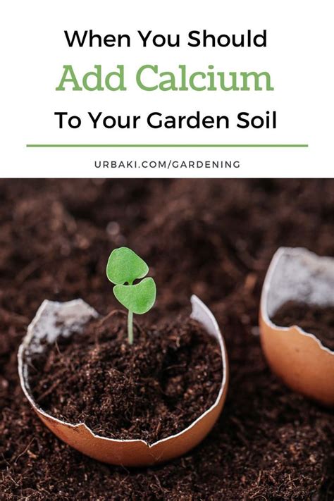 How to Add Calcium to Soil (for Optimal Plant … - raincitystudios.com
