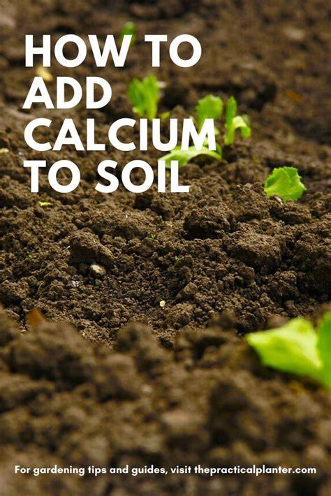 How to Add Calcium to Soil (Plus 7 Types to Consider) - raincitystudios.com