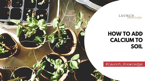 How to Add Calcium to Soil for Optimal Plant Growth and Health - raincitystudios.com