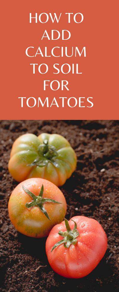 How To Add Calcium To Soil For Tomatoes - Grower … - raincitystudios.com