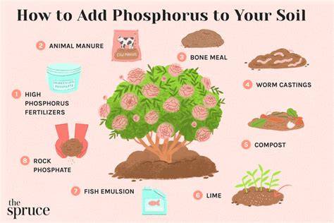 How to Add Phosphorus to Soil: 8 Different Ways - The Spruce - raincitystudios.com