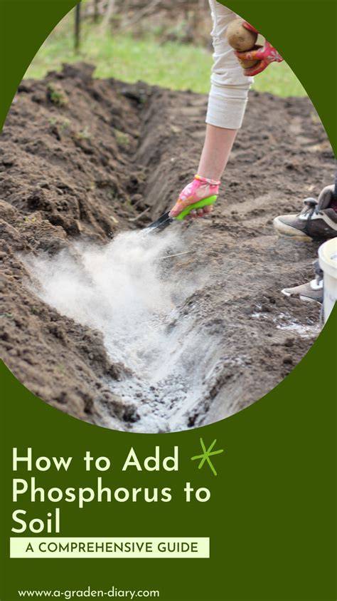 How to add phosphorus to soil – 5 organic methods - raincitystudios.com