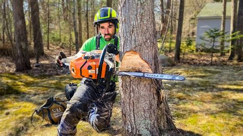 HOW TO AIM A TREE | Tree Felling Tutorial - balustradellc