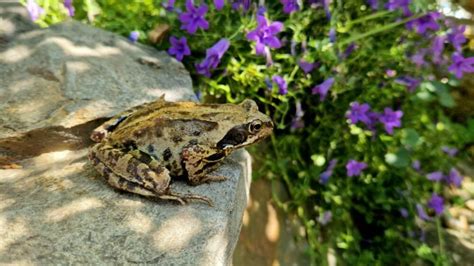How to Attract Amphibians to Your Garden - muktibox.com