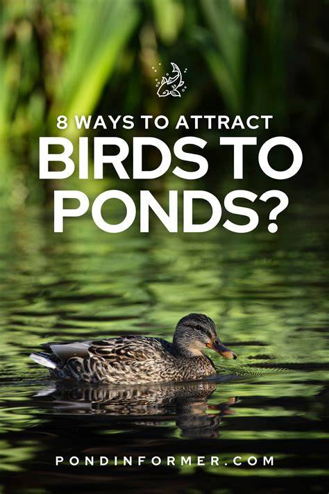 How to Attract Birds to Ponds (8 Ways) - Pond Informer - raincitystudios.com