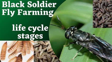 How to Attract Black Soldier Flies and Start a Colony - raincitystudios.com