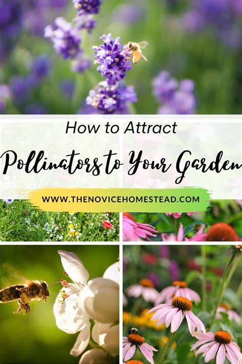 How To Attract Pollinators To Your Vegetable Garden | More Fruit Set - raincitystudios.com