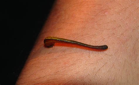 How to Avoid Leeches and What to Do If Bitten - Biology Insights - balustradellc