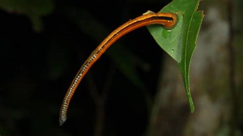 How to Avoid Leeches in the Borneo Rainforest - Travel Dudes - balustradellc