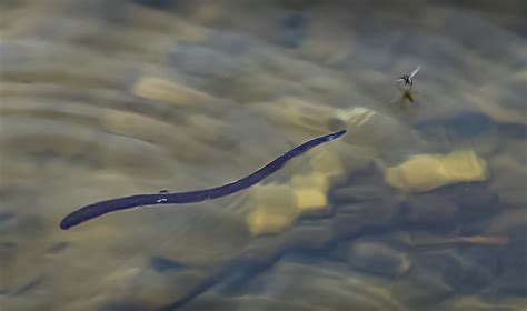 How to Avoid Leeches While Swimming - Biology Insights - balustradellc